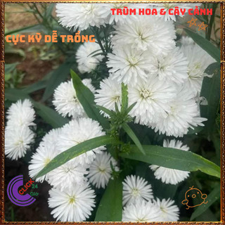Chậu HOA THẠCH THẢO trắng kép xù to giống mới siêu đẹp nở quanh năm 💍Làng Hoa Sa Đéc