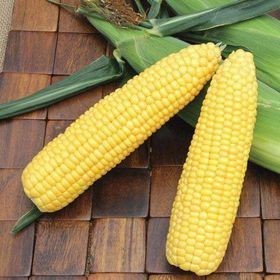 Hạt Giống Ngô Ngọt (Bắp Mỹ) | Hạt Vàng Óng, Ngọt Thanh, Năng Suất Cao