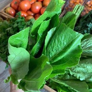 200 Hạt Giống Xà Lách Romaine Xanh  – Lá Dày, Giòn Ngọt, Dễ Trồng