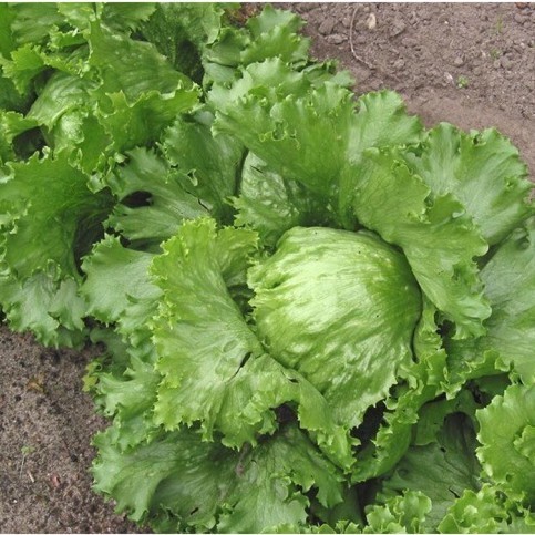 Hạt Giống Xà Lách Bắp Cải Mineto – Trồng Quanh Năm, Năng Suất Cao