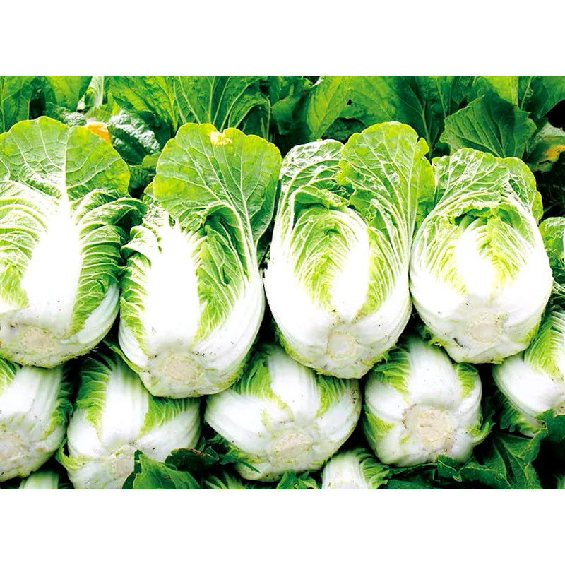 Hạt Giống Cải Thảo Thái Lan – Lá Mềm, Ngọt, Năng Suất Cao, Thích Hợp Nhiều Món Ngon