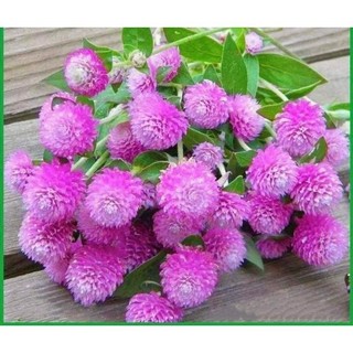 quà tặng khách mua hoa tại shop mình - Cùng bạn tạo vườn xinh 🍑 Siêu Thị Hoa