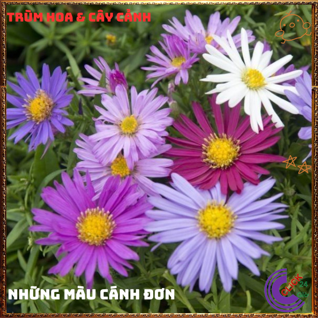 Chậu HOA CÚC THẠCH THẢO tím đơn dáng cành cao tuyệt đẹp thơ mộng️📬 Hoa Mười Giờ Bonsai & Phụ Kiện