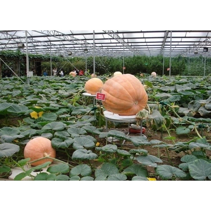 Hạt Giống Bí Ngô Khổng Lồ | Trái To Kỷ Lục, Dễ Trồng, Ăn Ngon