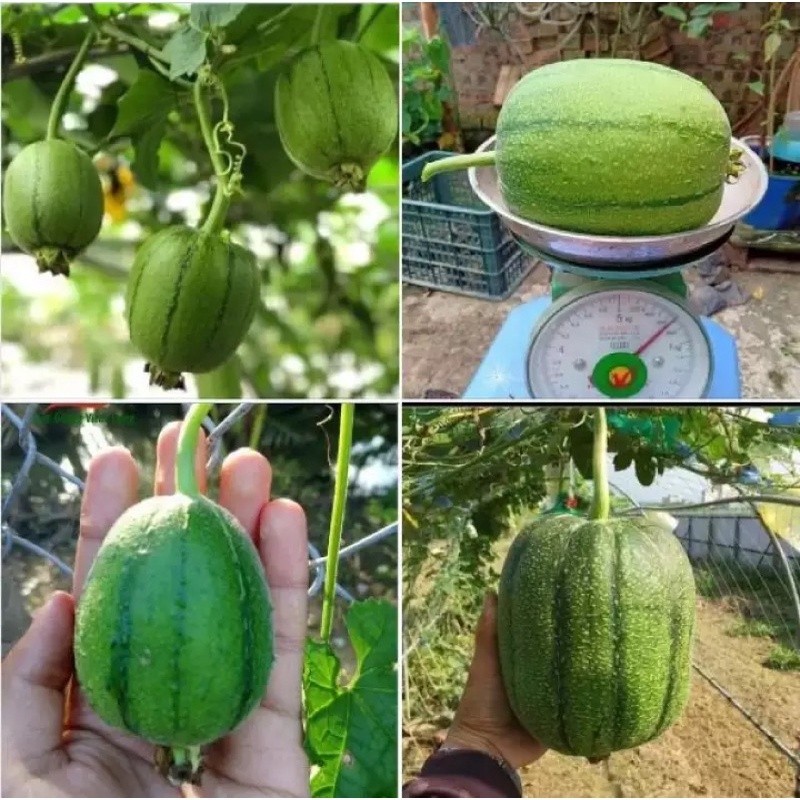 Hạt Giống Mướp Táo | Quả Tròn Xanh, Thịt Ngon, Kháng Bệnh Tốt