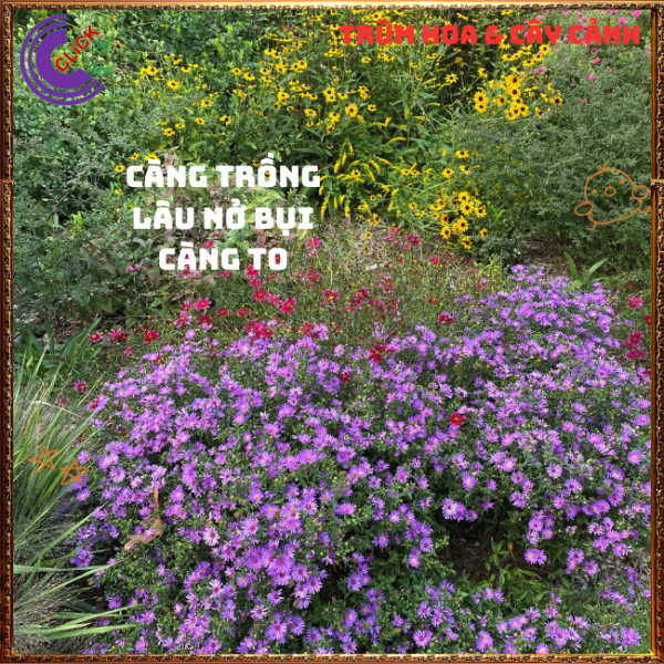 Chậu HOA CÚC THẠCH THẢO tím đơn dáng cành cao tuyệt đẹp thơ mộng️📬 Hoa Mười Giờ Bonsai & Phụ Kiện