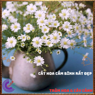 Chậu HOA CÚC THẠCH THẢO trắng cánh đơn siêu đẹp lung linh quanh năm️📦 Yêu Nhà Yêu Hoa