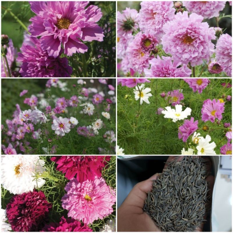 HẠT GIỐNG HOA SAO NHÁI CÁNH ỐNG MIX MÀU F1