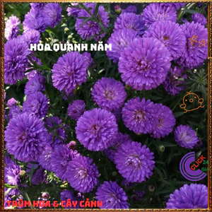 Chậu HOA THẠCH THẢO TÍM kép xù to giống mới siêu đẹp màu đậm lạ mắt ⏰HOA VÀ CÂY CẢNH CHUẨN GIỐNG