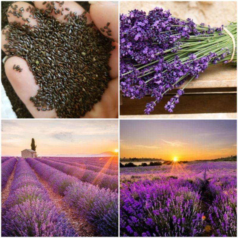 Hạt giống hoa Lavender (oải hương) - thơm hơn nước hoa