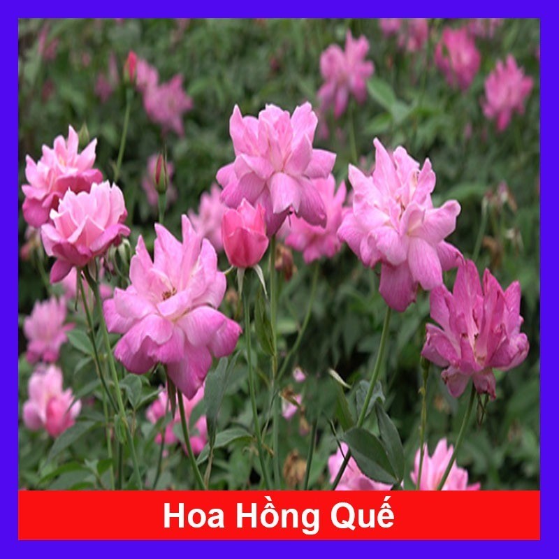 Cây Hoa Hồng Quế - cây cảnh đẹp sân vườn _giống chuẩn | Shopee Việt Nam