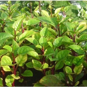 Hạt Giống Mồng Tơi Tím – Lá Đẹp Lạ, Dễ Trồng, Năng Suất Cao