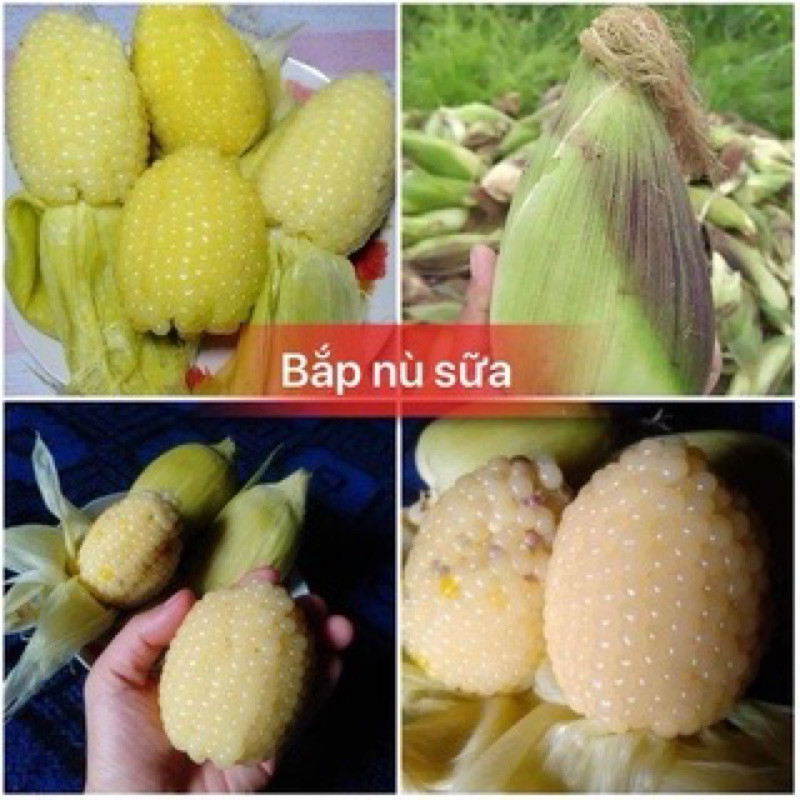 Hạt Giống Ngô Nù(Bắp Nù) Nảy Mầm 95% trồng mọi vùng miền