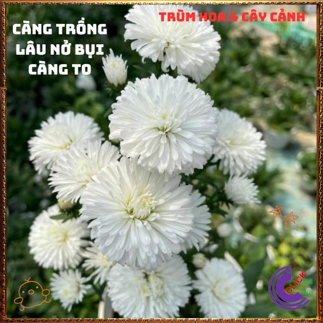 Chậu HOA CÚC THẠCH THẢO trắng xù kép giống mới to siêu đẹp lung linh️📬 Hoa Mười Giờ Bonsai & Phụ Kiện