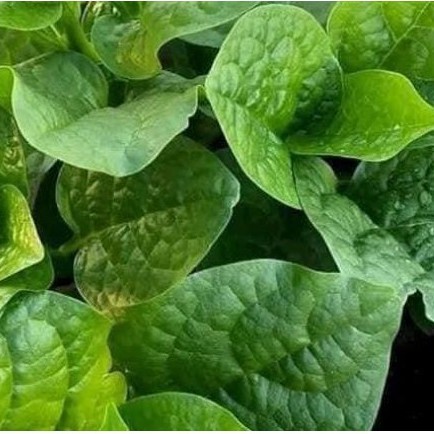 Hạt Giống Mồng Tơi Xanh Cao Sản – Lá To Mướt, Dễ Trồng, Thu Hoạch Liên Tục