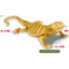 Hàng có sẵn Nhật Bản T-ARTS Capsule Toy Series Sinh học Sách minh họa lớn Vương quốc Thằn lằn Đồ trang trí sống động FXUJ