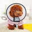 【PET HOUSE】Vòng cổ bảo vệ chó mèo vòng cổ chống cắn thú cưng,vòng chống liếmDễ dàng sử dụngchống trầy xước và chống cắn