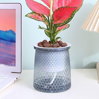 Chậu hoa TREDDING491, Chậu trồng cây tự tưới vườn, Chậu trồng nước bằng nhựa có thể nhìn thấy