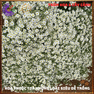Chậu HOA CÚC THẠCH THẢO trắng cánh đơn siêu đẹp lung linh quanh năm️📦 Yêu Nhà Yêu Hoa