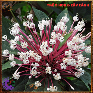 Chậu HOA PHÁO BÔNG hoa thiên phúc siêu chùm tuyệt đẹp rất dễ trồng💍Làng Hoa Sa Đéc