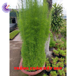 Cây Tùng Nam Mỹ 🏵️ SHOP PP ONLINE CLICK 24 GIỜ