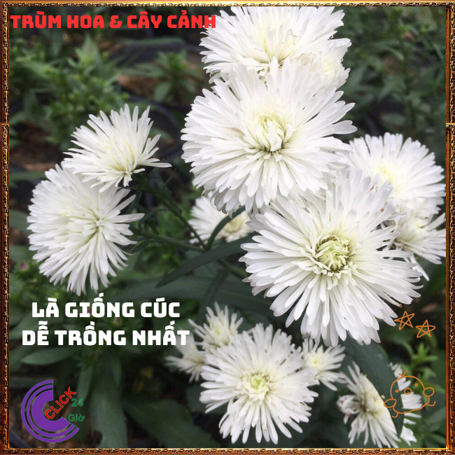 Chậu HOA THẠCH THẢO màu trắng kép XÙ to giống mới tuyệt đẹp ️️🍔 TRÙM HOA VÀ CÂY CẢNH