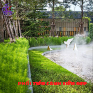 Cây Tùng Nam Mỹ Cây Thì Là Mỹ Siêu Thị Hoa