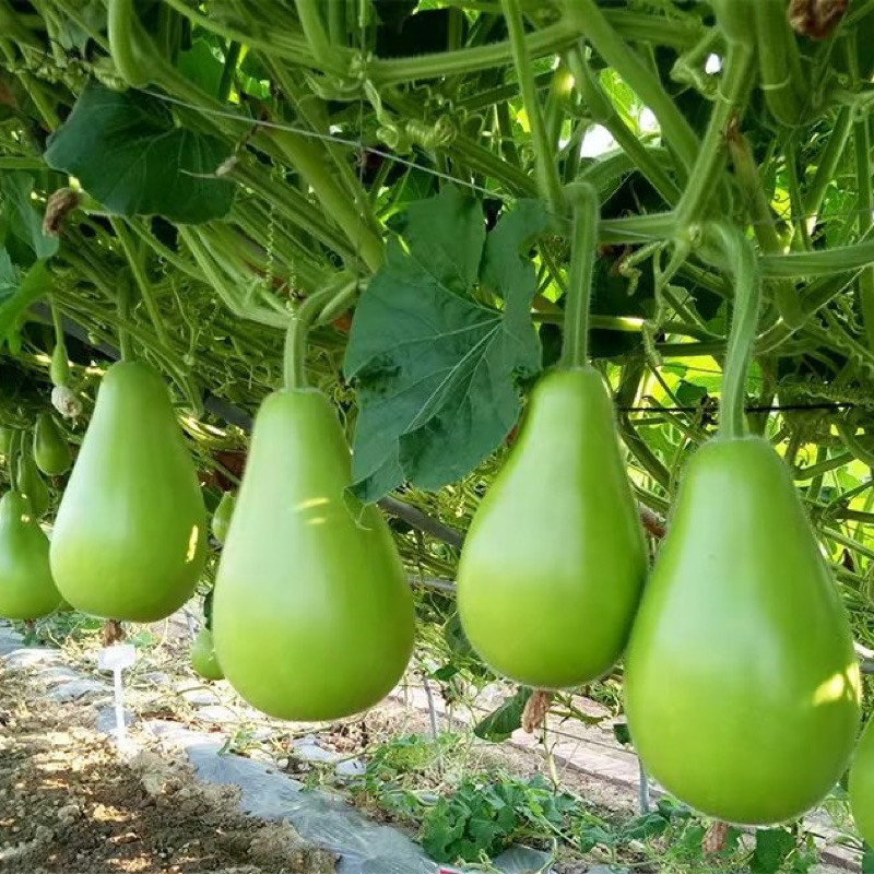 Hạt Giống Bầu Táo – Bầu Tròn – Bầu Thiên Nga | Trái Đẹp, Ăn Ngon, Làm Cảnh