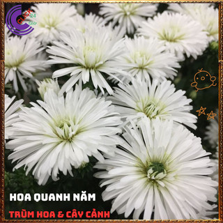 Chậu HOA THẠCH THẢO trắng kép xù to giống mới siêu đẹp nở quanh năm 💍Làng Hoa Sa Đéc