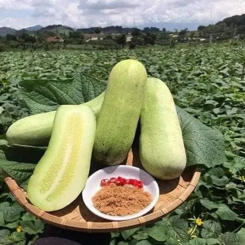 Hạt Giống Dưa Chuột Mèo Cao Sản | Quả Dài, Thịt Giòn Ngọt, Kháng Bệnh Tốt