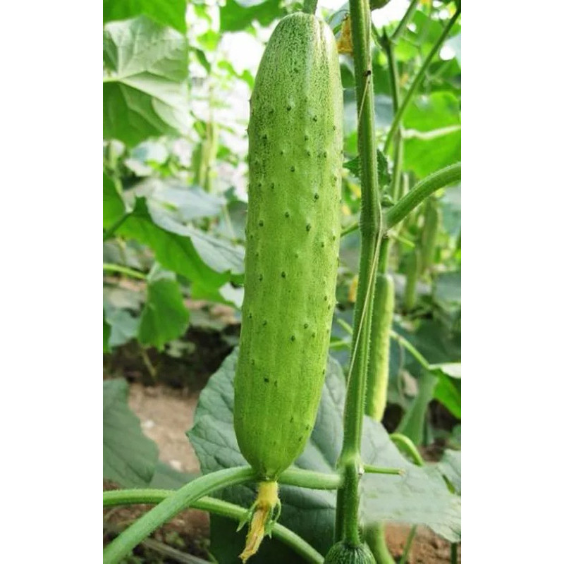 Hạt Giống Dưa Chuột Nếp Ta Trắng Cao Sản | Quả Dài 20–30cm, Giòn Ngọt, Năng Suất Cao