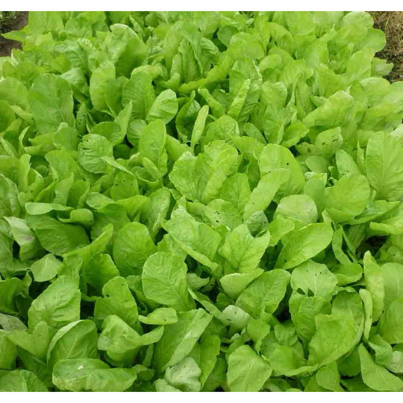 Hạt Giống Cải Mơ Lùn – Lá Xanh Mướt, Mùi Thơm Đặc Trưng, Dễ Trồng, Năng Suất Cao