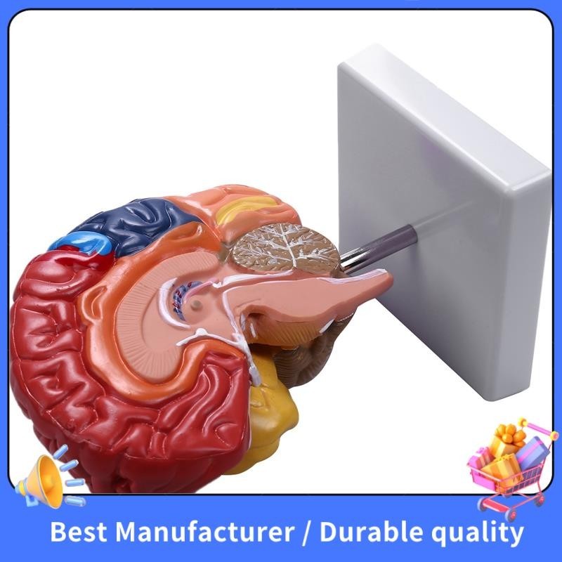 Giải phẫu mô hình giải phẫu não 1: 1 Nửa não Đồ dùng phòng thí nghiệm giảng dạy não