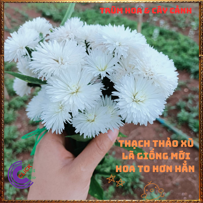 Chậu HOA THẠCH THẢO màu trắng kép XÙ to giống mới tuyệt đẹp ️️🍔 TRÙM HOA VÀ CÂY CẢNH