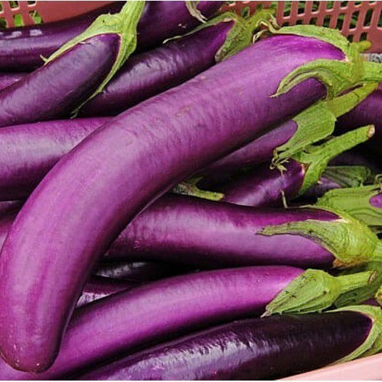 Hạt Giống Cà Tím Dài – Sinh Trưởng Mạnh, Ít Sâu Bệnh