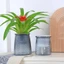 Chậu hoa ORDOBOX, Chậu cây nhựa tự tưới cây, Đồ dùng làm vườn Chậu trồng thủy canh mực nước có thể nhìn thấy