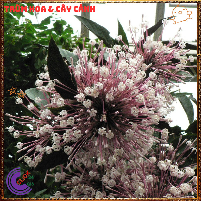 Chậu cây PHÁO BÔNG hoa thiên phúc siêu dễ trồng hoa chùm tuyệt đẹp️📬 Hoa Mười Giờ Bonsai & Phụ Kiện
