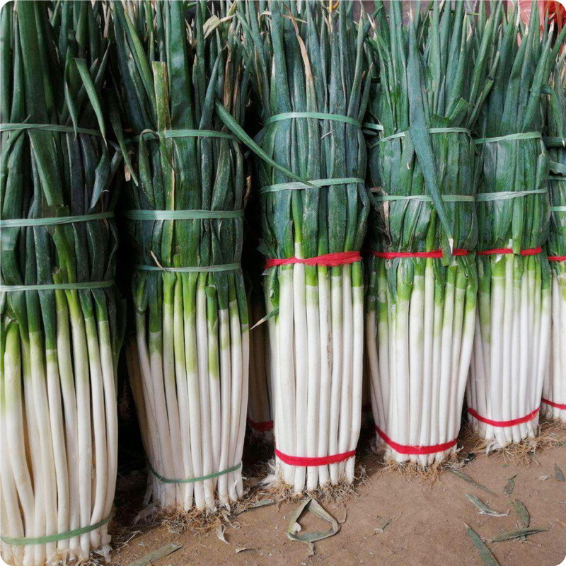 Hạt Giống Hành Baro(Tỏi Tây) -Dễ Trồng, Thơm Ngon, Nảy Mầm Cao