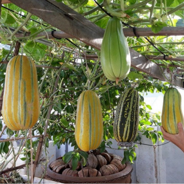 Hạt Giống Dưa Gang (Dưa Bở) Quả Dài | Năng Suất Cao, Kháng Bệnh Tốt