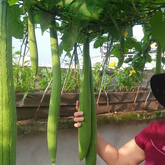 Hạt Giống Mướp Hương Cao Sản | Quả Dài Thơm Ngon, Năng Suất Cao