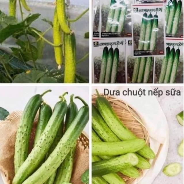 Hạt Giống Dưa Chuột Lai Hàn Quốc F1 , Dưa Chuột Nếp Sữa Hàn Quốc, Năng Suất Lớn, Kháng Bệnh Tốt