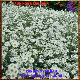 Chậu HOA THẠCH THẢO trắng cánh đơn lung linh siêu đẹp nở quanh năm 💍Làng Hoa Sa Đéc