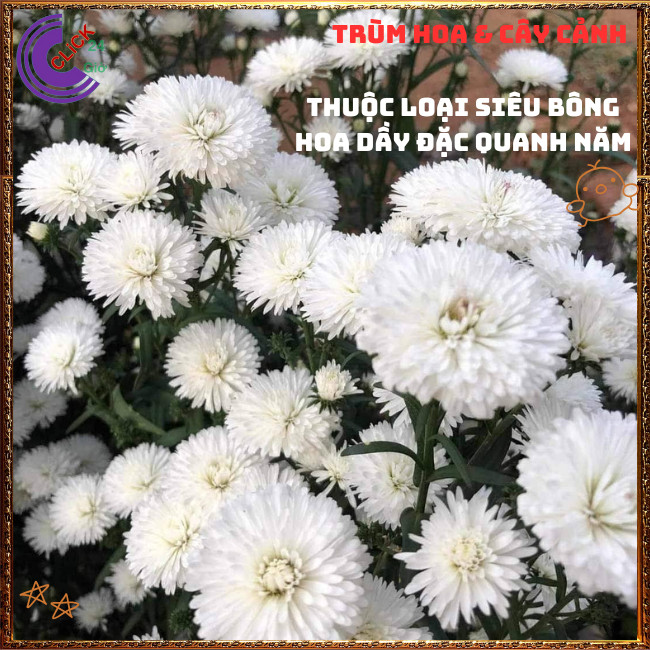 Chậu HOA CÚC THẠCH THẢO trắng xù kép giống mới to siêu đẹp lung linh️📬 Hoa Mười Giờ Bonsai & Phụ Kiện