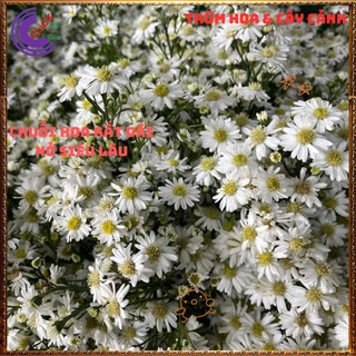 Chậu HOA THẠCH THẢO trắng cánh đơn lung linh siêu đẹp nở quanh năm ⌛TRUNG TÂM CÂY GIỐNG VÀ HOA