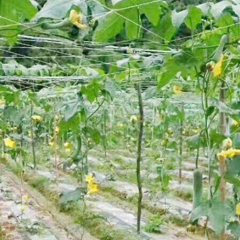 2M X 100M Giàn Lưới Hỗ Trợ Trồng Cây Dây Leo,Lưới Làm Giàn Cây Leo: Dưa Chuột, Khổ Qua, Mướp, Bầu Bí