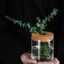 Chậu hoa thủy canh ROLY, Bình thủy tinh gia đình không đất trong suốt, Terrarium sáng tạo trong chậu Mini