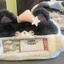 Túi đựng bút TUYỆT VỜI, Bút chì dung lượng lớn Fluffy Cat, Hộp đựng bút sang trọng có dây kéo