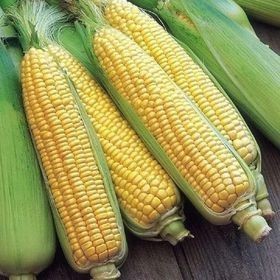 Hạt Giống Ngô Ngọt (Bắp Mỹ) | Hạt Vàng Óng, Ngọt Thanh, Năng Suất Cao