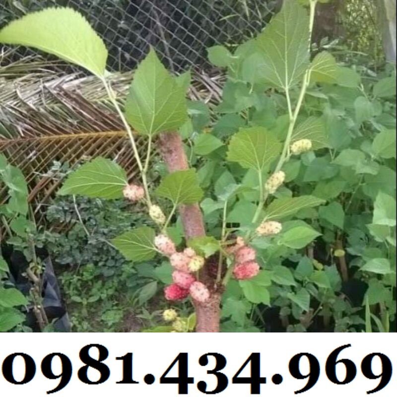Cây Dâu Tằm (Dâu Ta, dau tam) Siêu Trái Đã Có Quả | Shopee Việt Nam