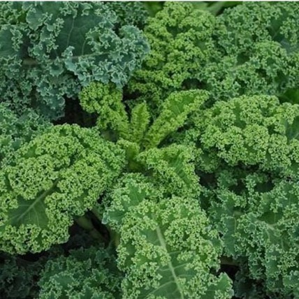 Hạt Giống Cải Kale Xanh – Siêu Thực Phẩm Giàu Dinh Dưỡng, Dễ Trồng, Thu Hoạch Nhanh